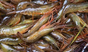BETSUKAI, JAPAN - JUNE 19:  (CHINA OUT, SOUTH KOREA OUT) Landed hokkai shrimps are seen as the spring fishing season begins on June 19, 2015 in Betsukai, Hokkaido, Japan. The sail boats are used for the fishing not to damage eel grass on the seabed, habitat of the shrimp. The shrimp is known as one of the seasonal specialities and traded with higher price.  (Photo by The Asahi Shimbun via Getty Images)